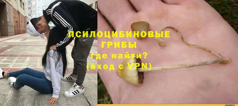 ссылка на мегу вход  где найти   Багратионовск  Псилоцибиновые грибы Psilocybe 